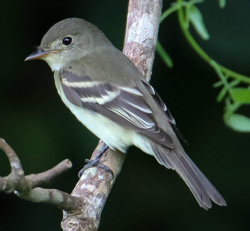 Acadian flycatcher