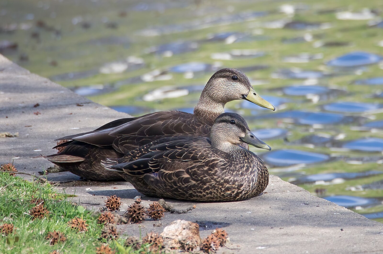 American black duck