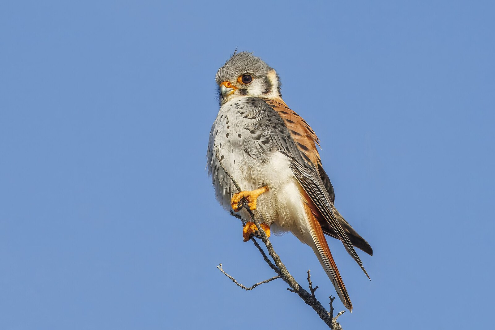 American kestrel