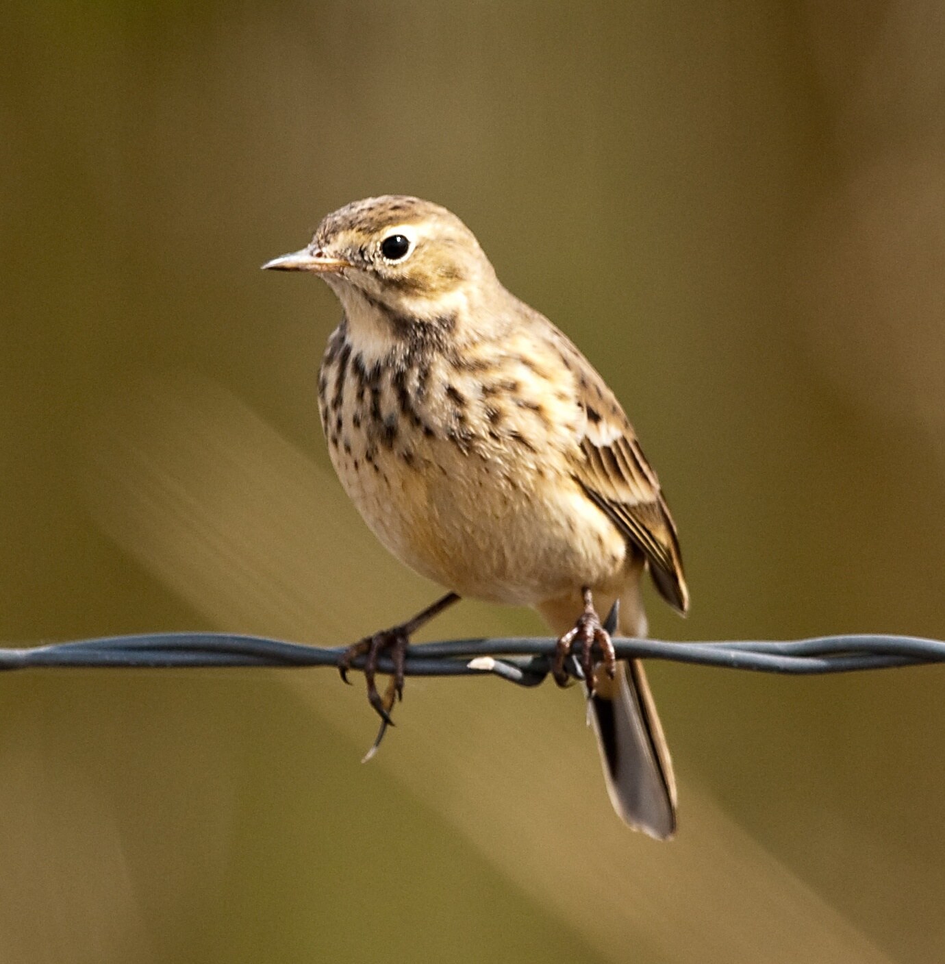 American pipit
