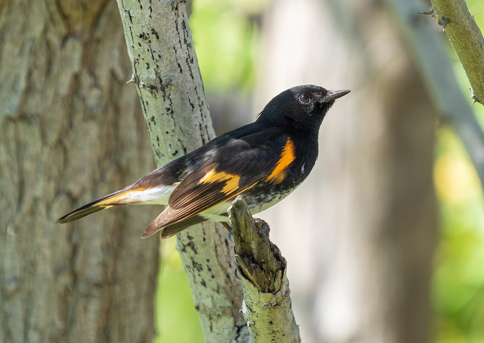 American redstart
