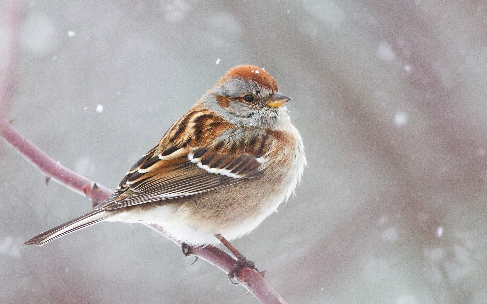 American tree sparrow