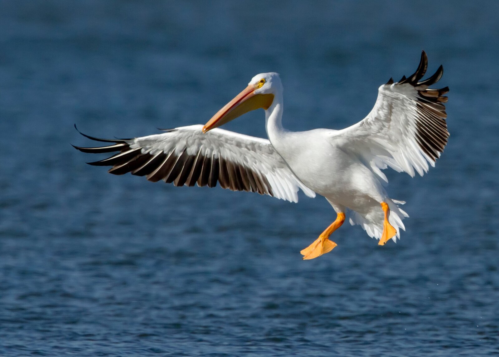 American white pelican