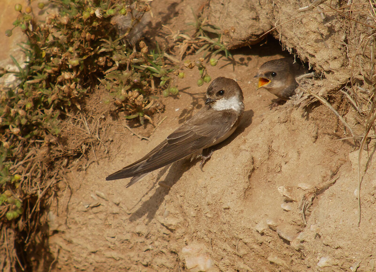 Bank swallow