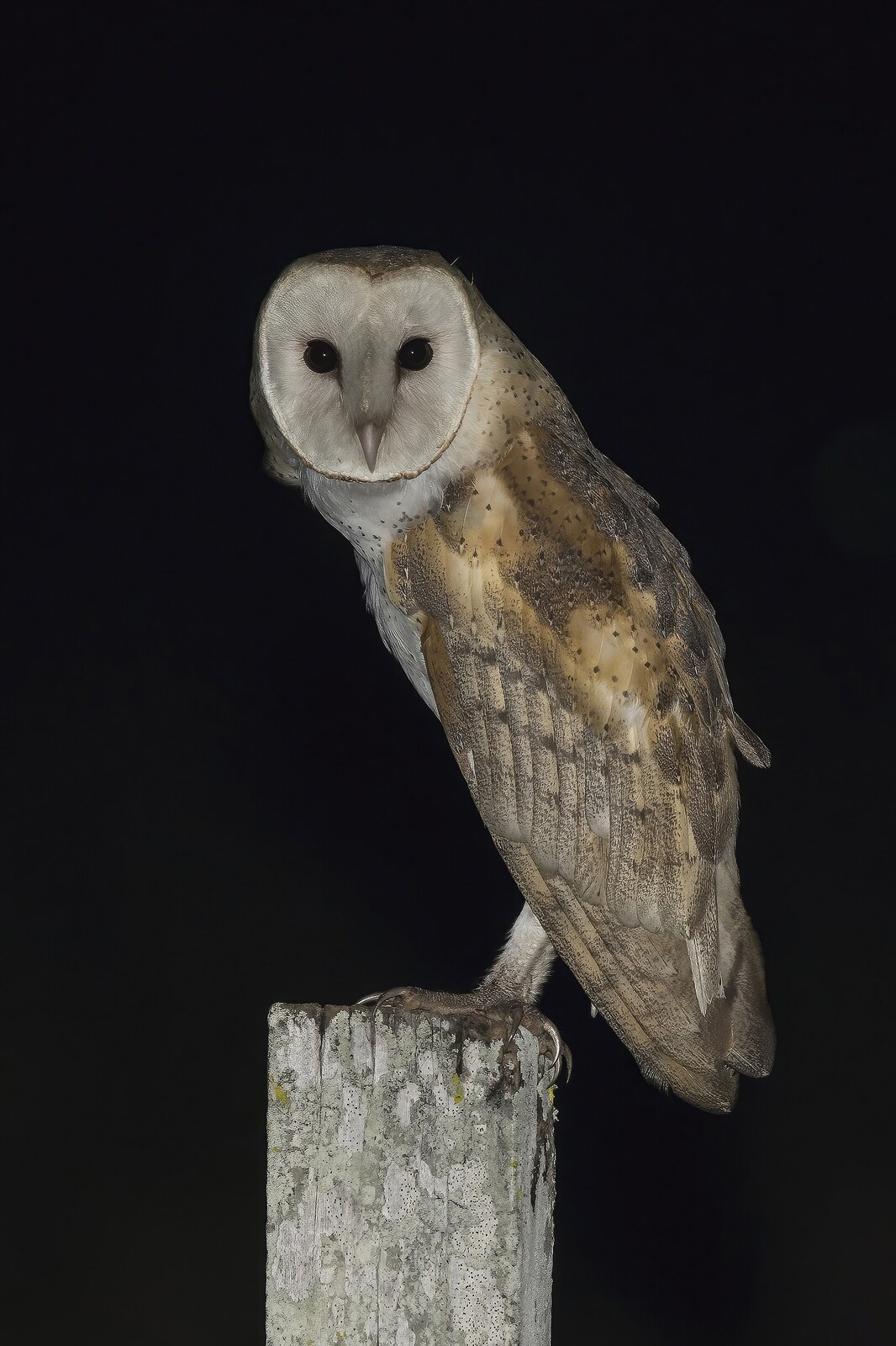 Barn owl