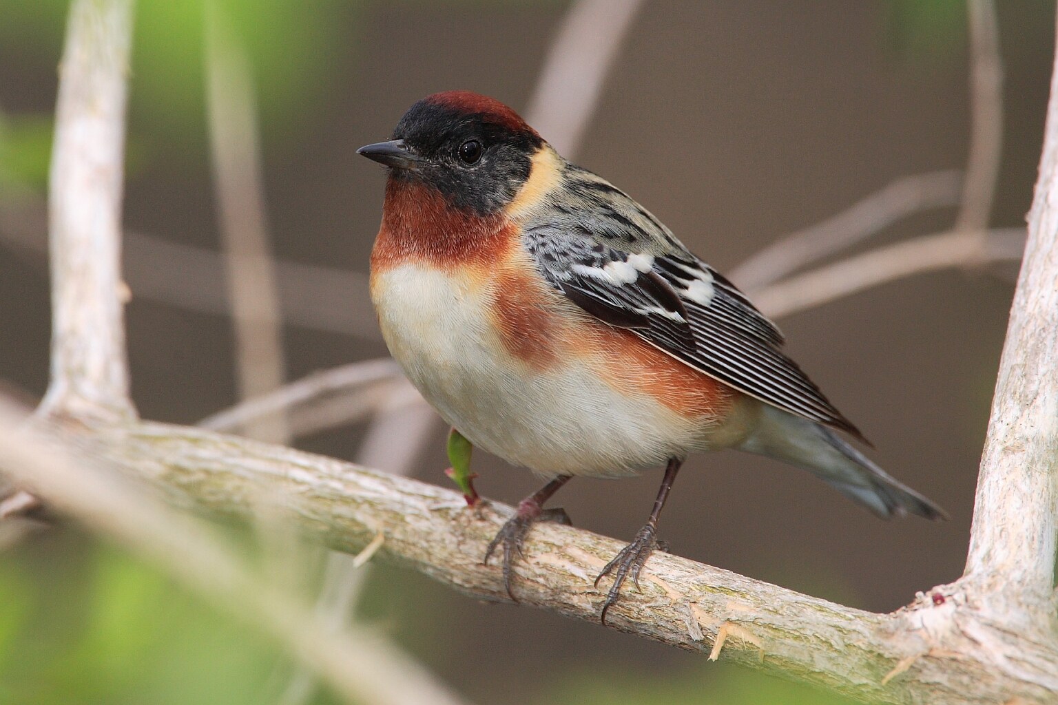 Bay-breasted warbler
