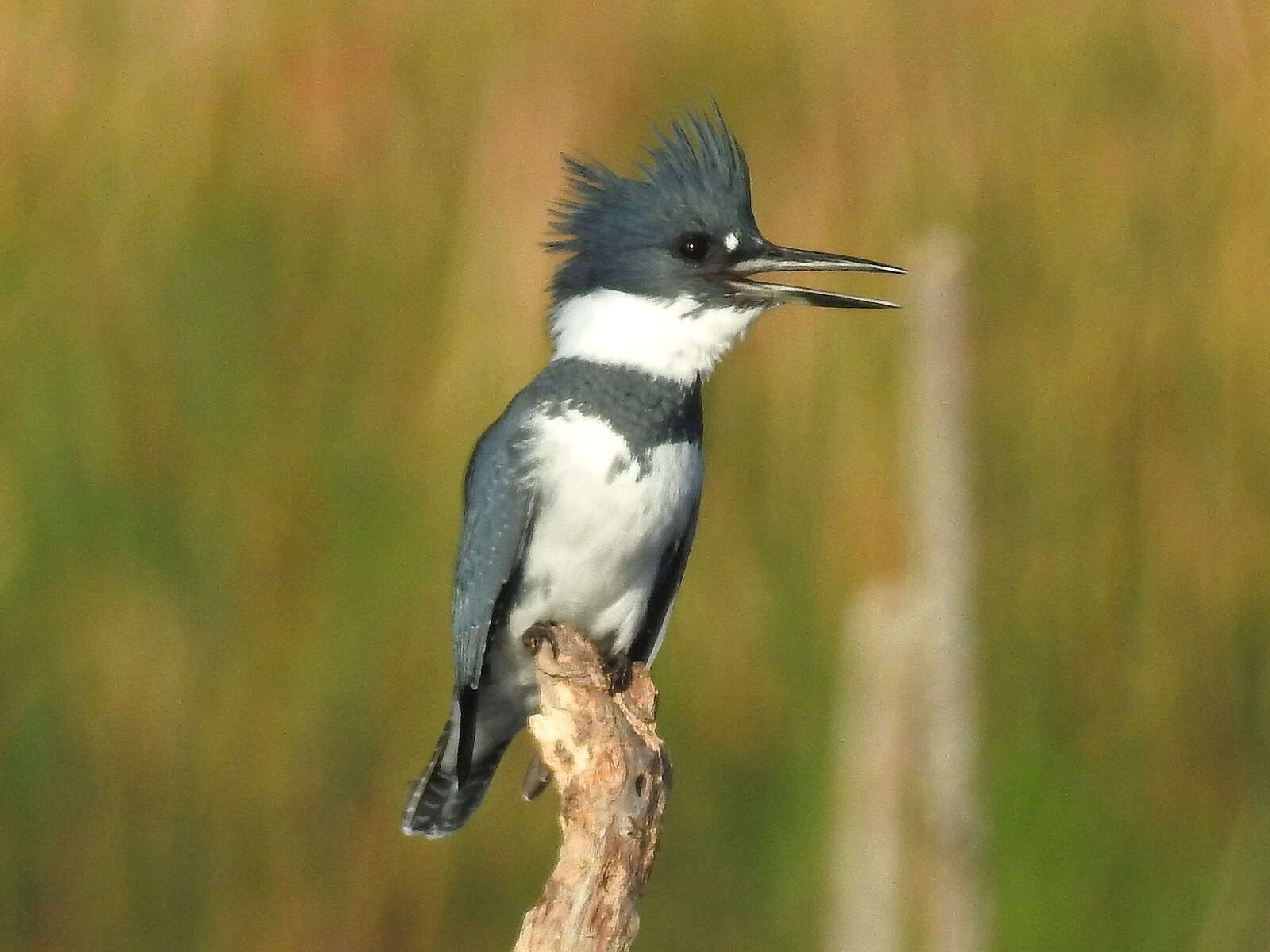 Belted kingfisher