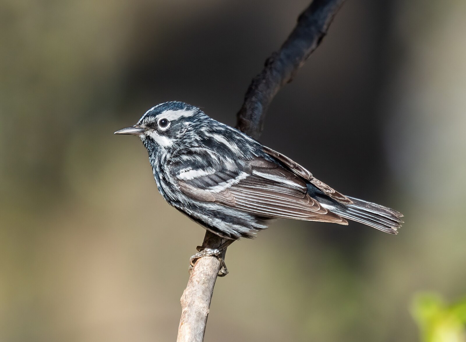 Black-and-white warbler