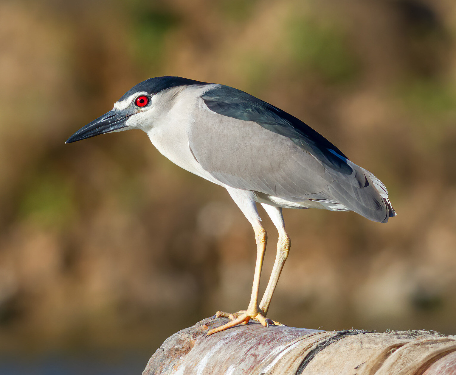 Black-crowned night-heron