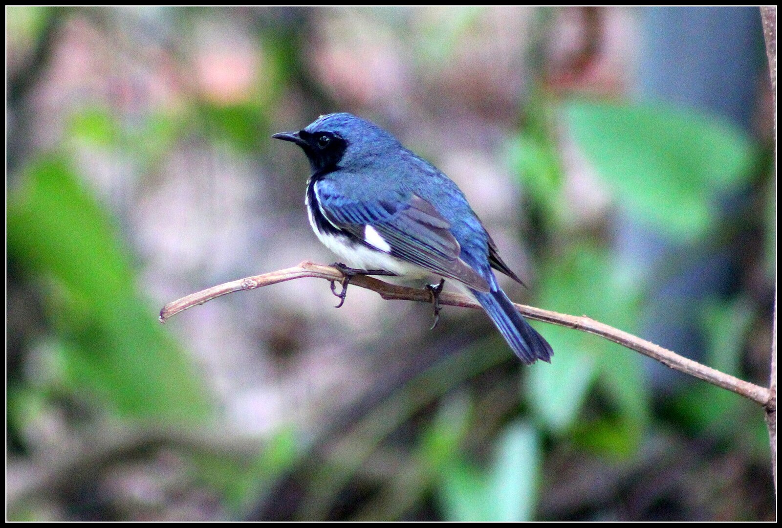 Black-throated blue warbler