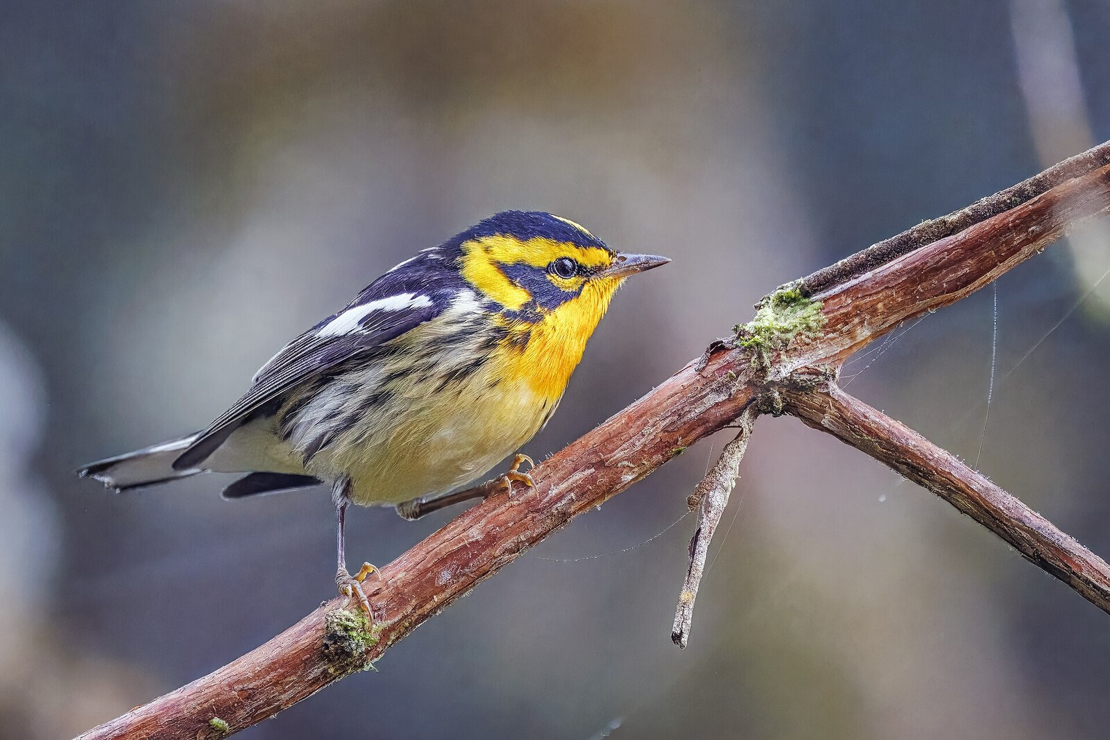 Blackburnian warbler