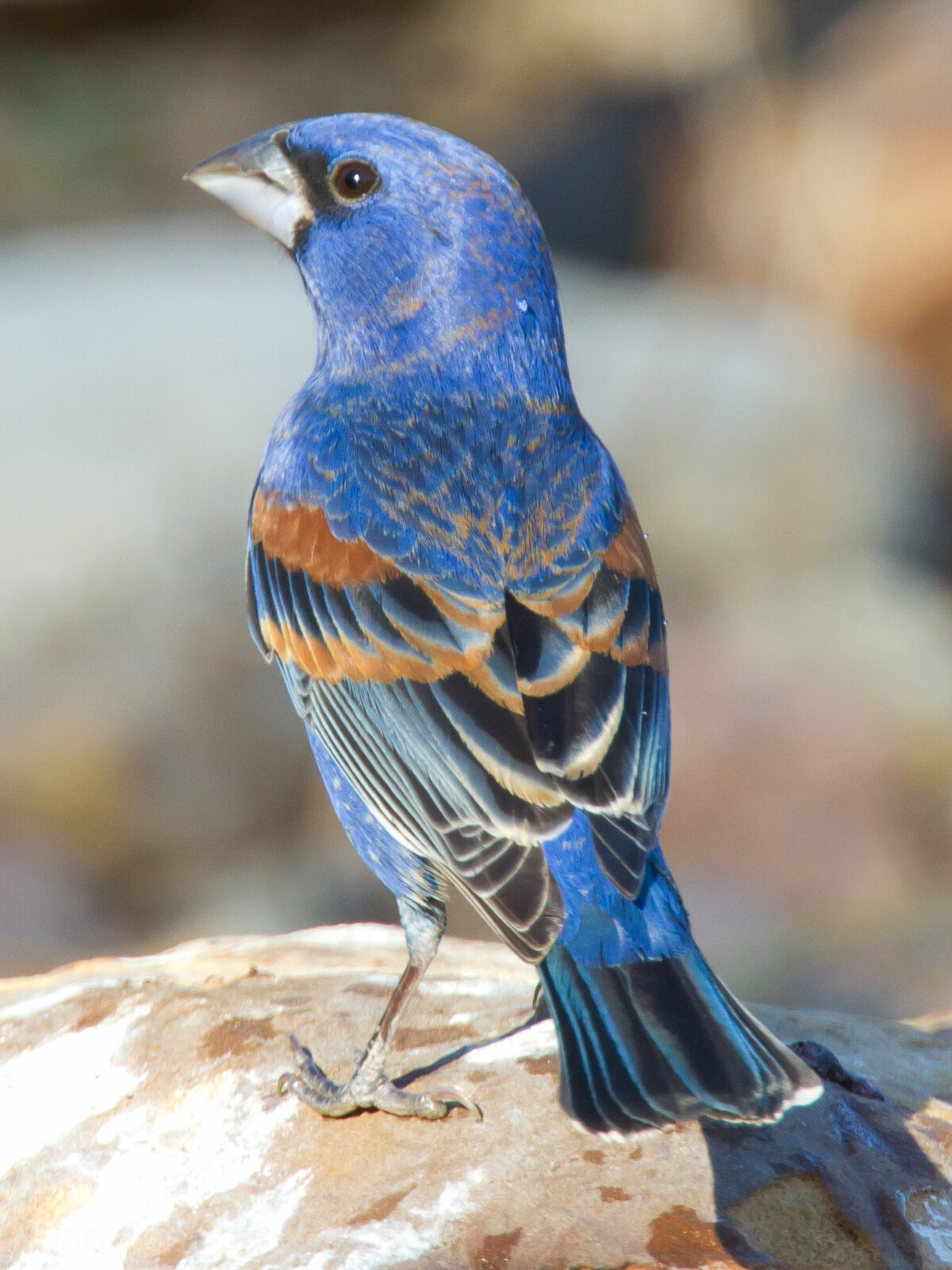 Blue grosbeak