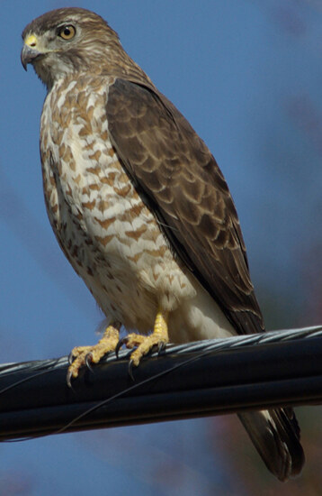 Broad-winged hawk