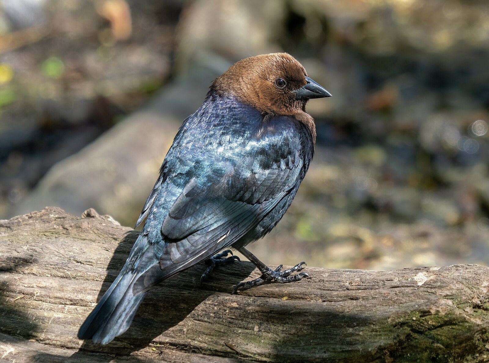 Brown-headed cowbird