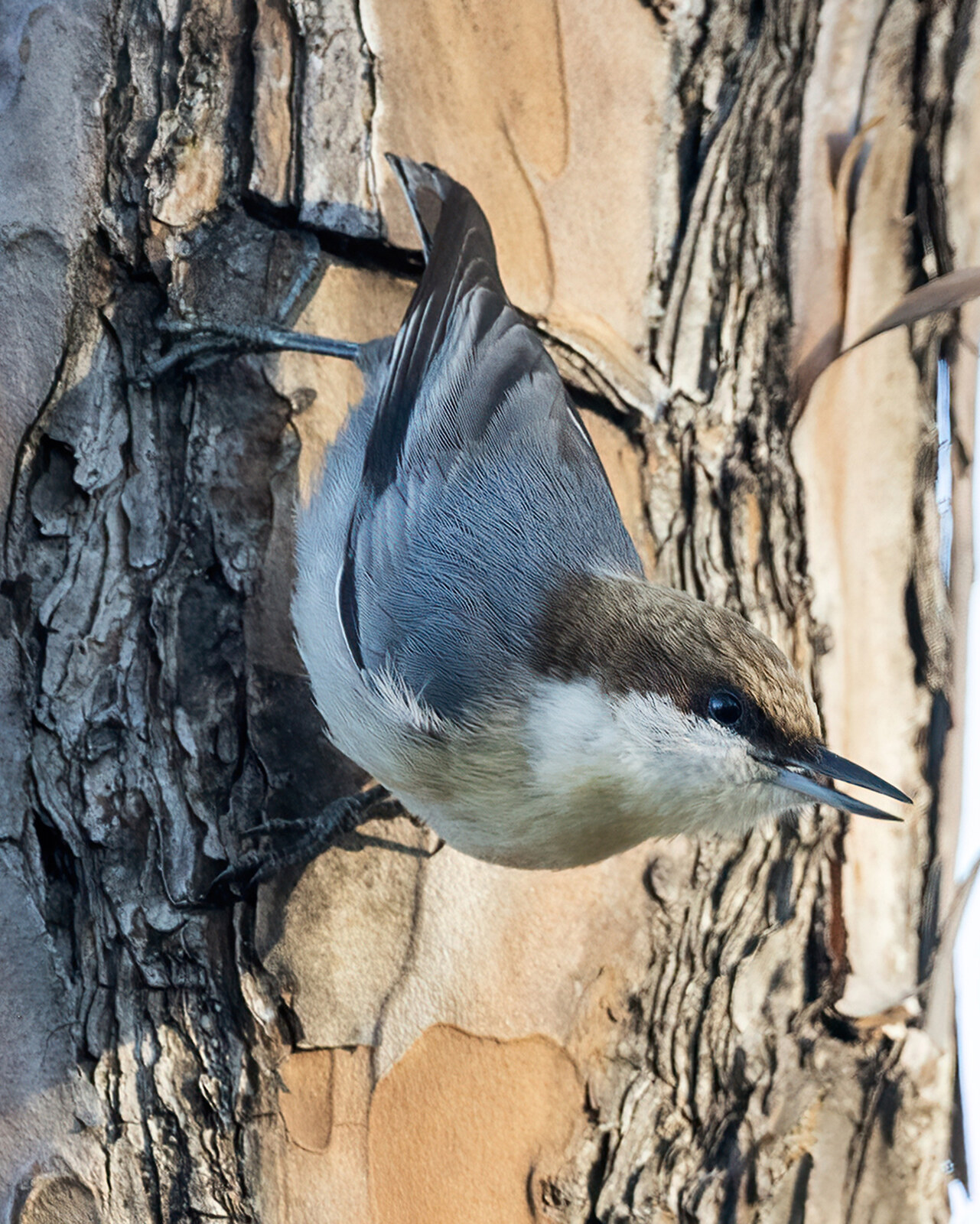 Brown-headed nuthatch