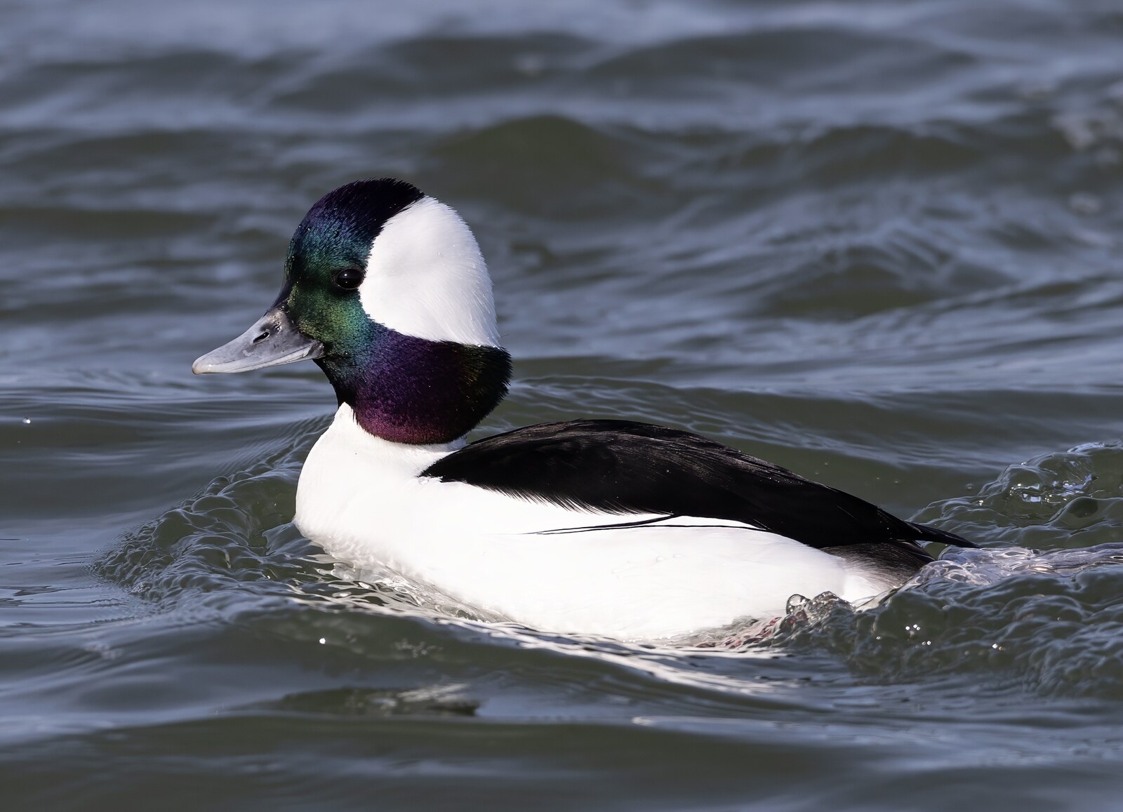 Bufflehead
