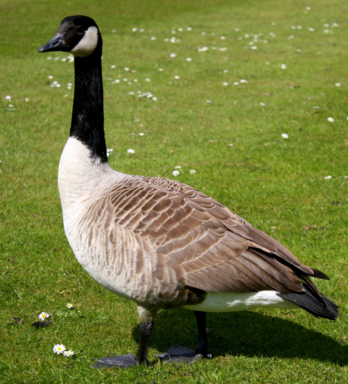 Canada goose
