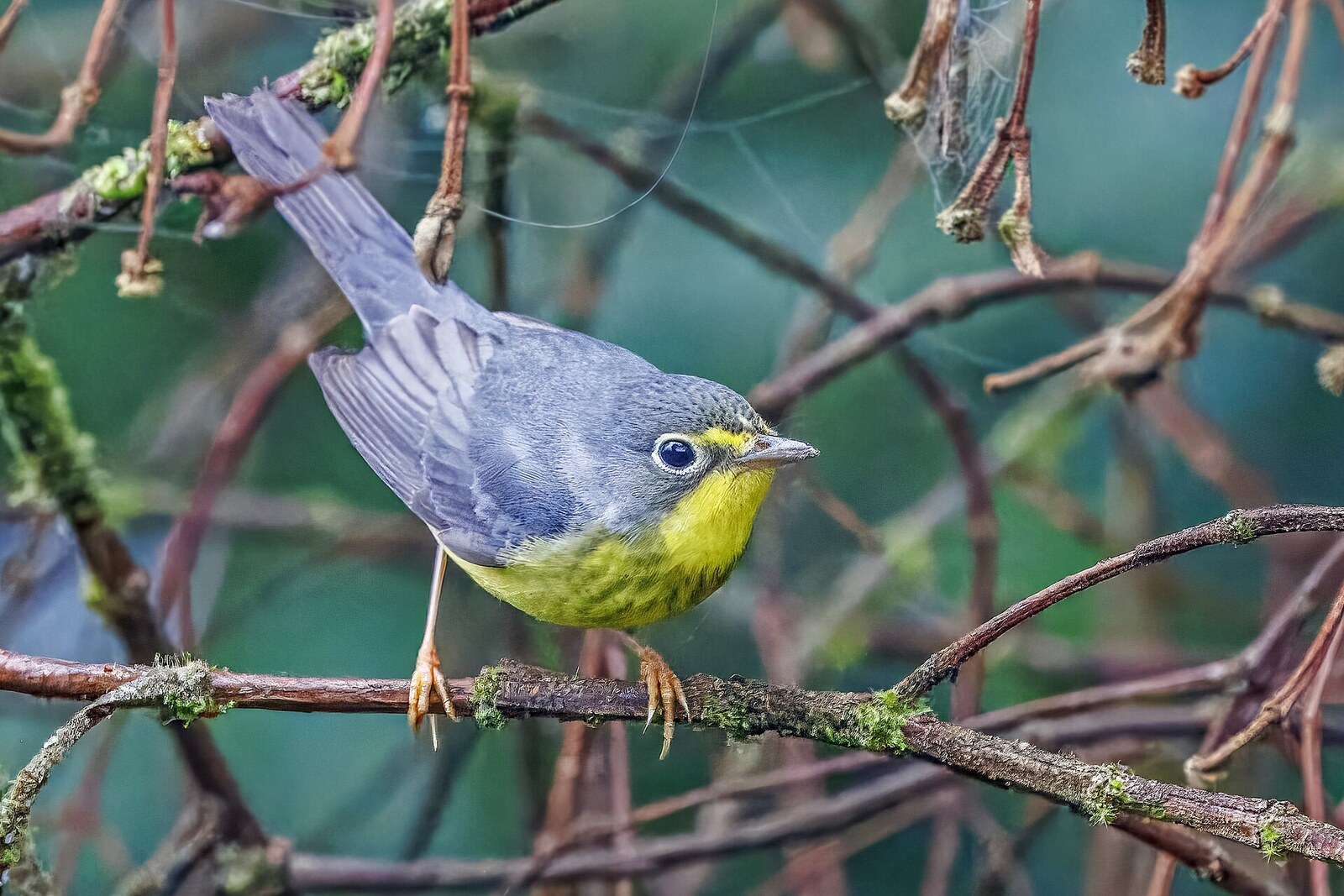 Canada warbler
