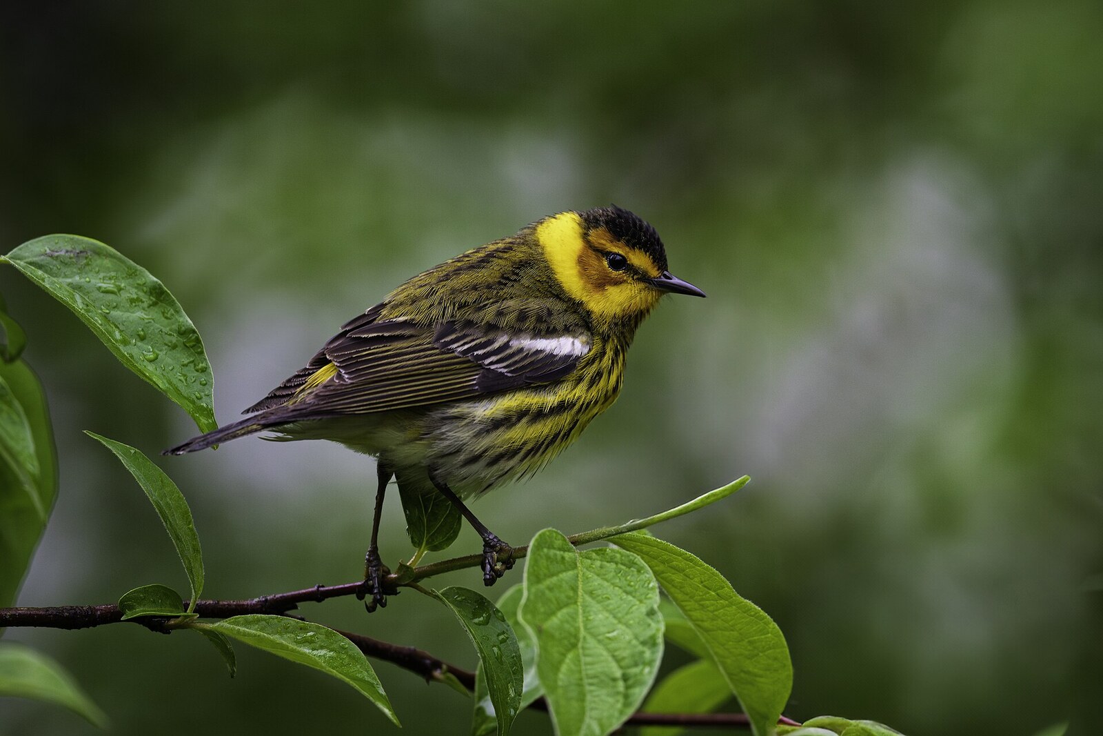 Cape May warbler