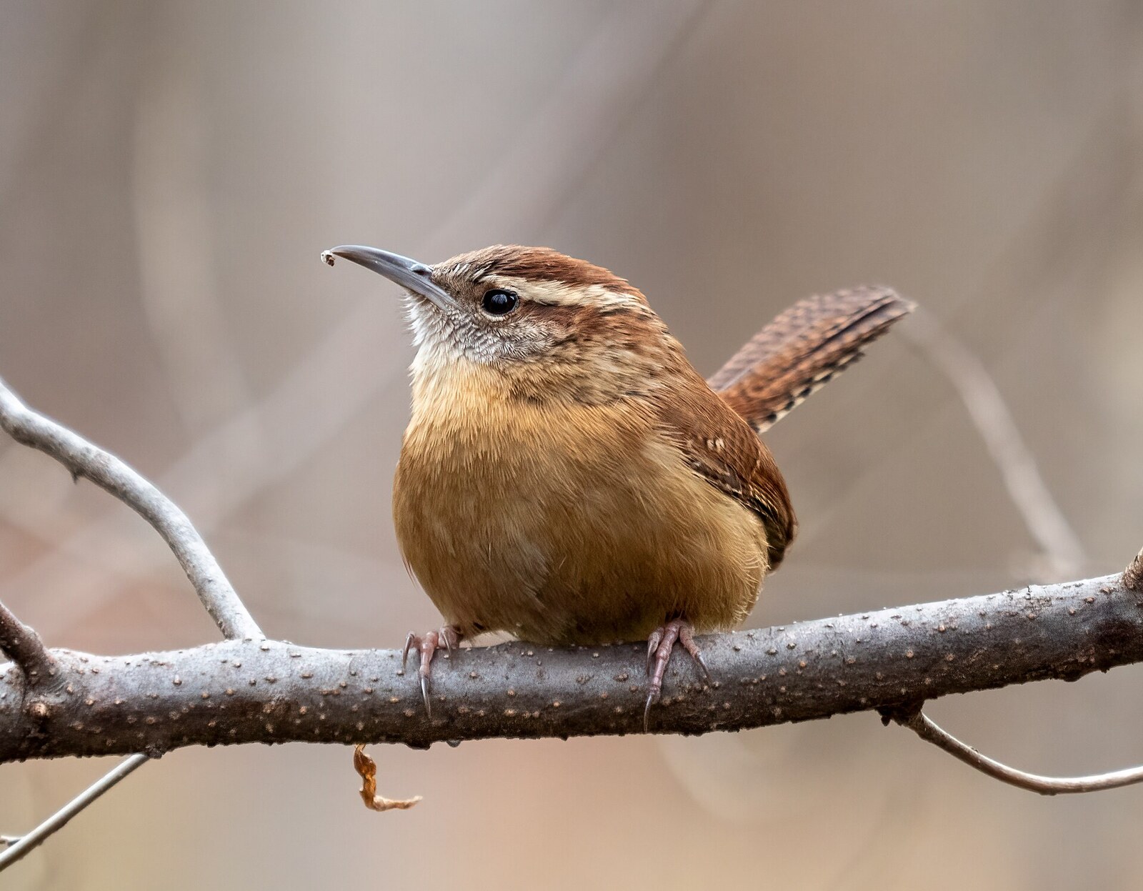 Carolina wren