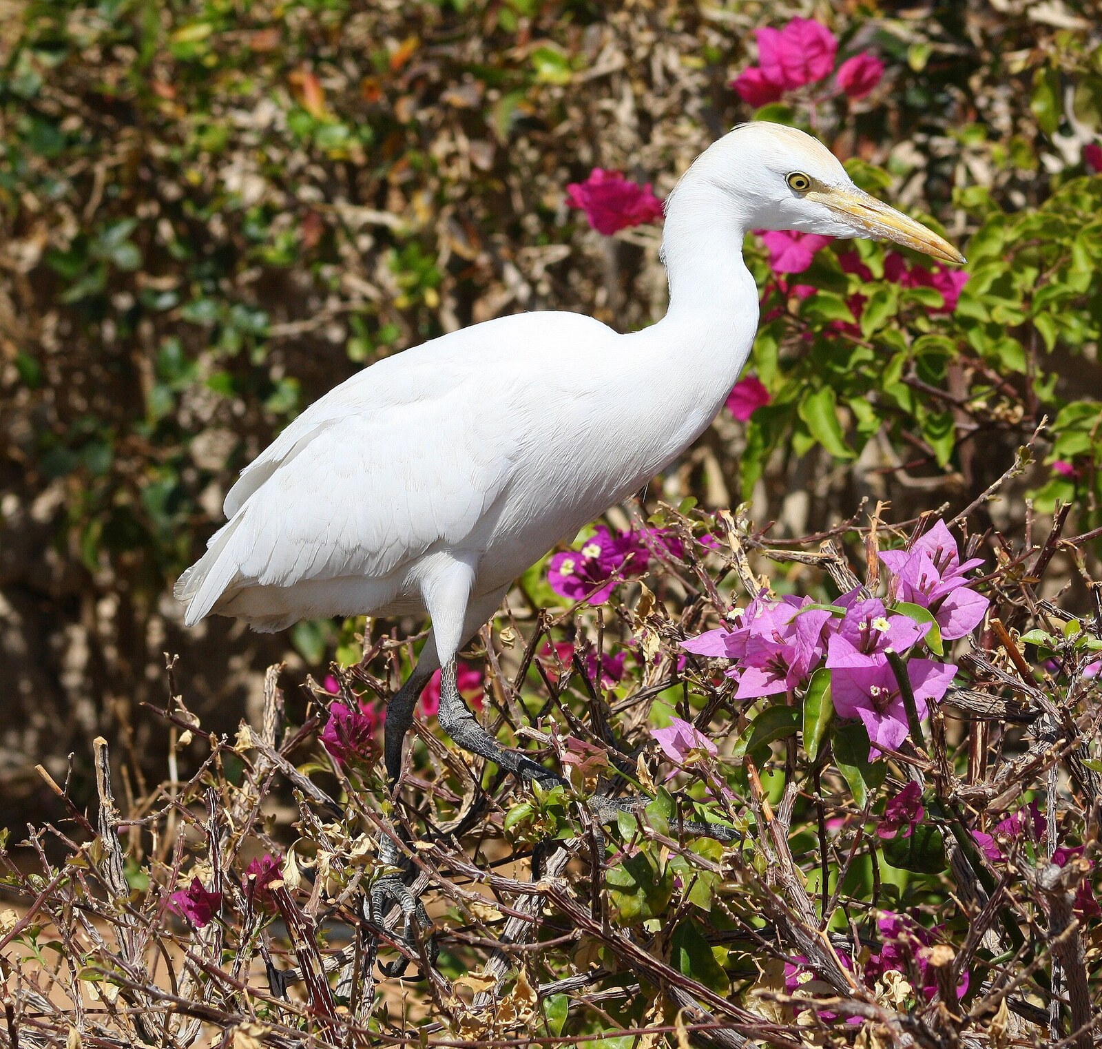 Cattle egret