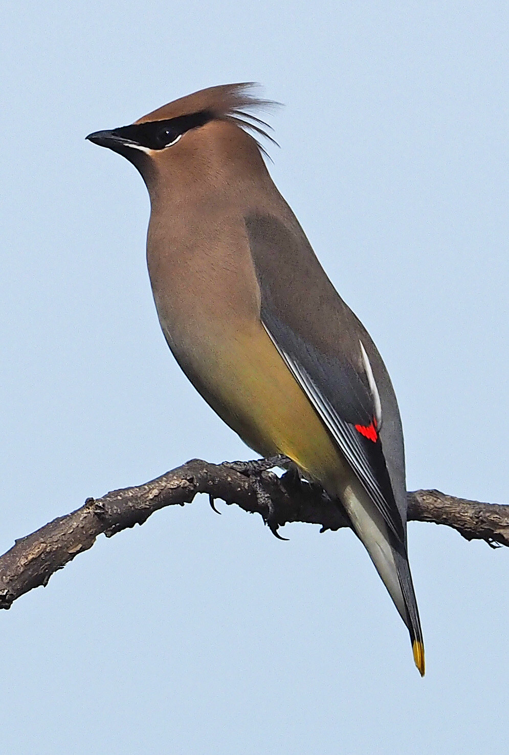 Cedar waxwing