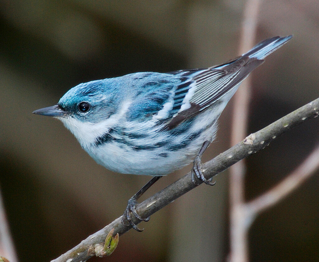Cerulean warbler