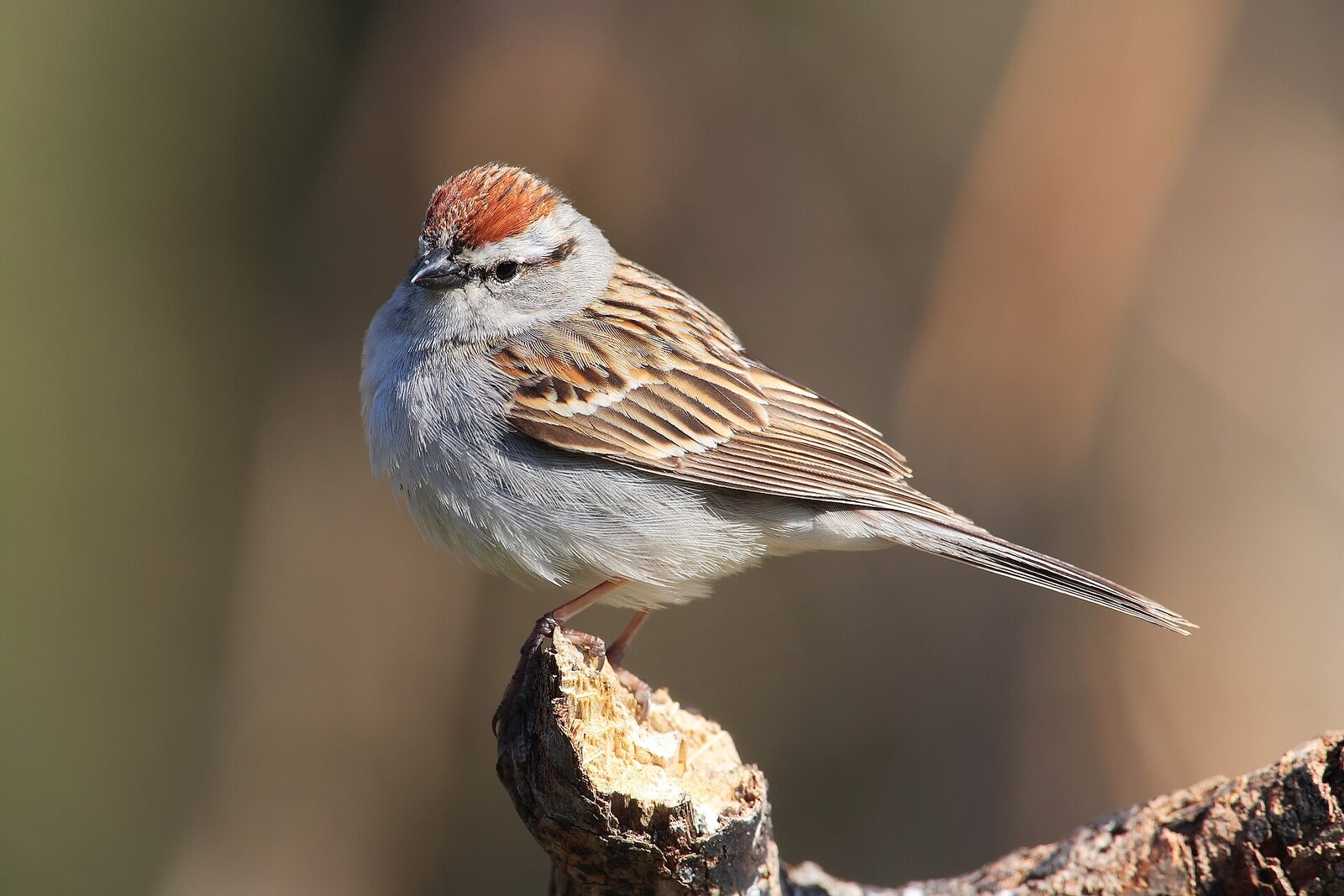 Chipping sparrow