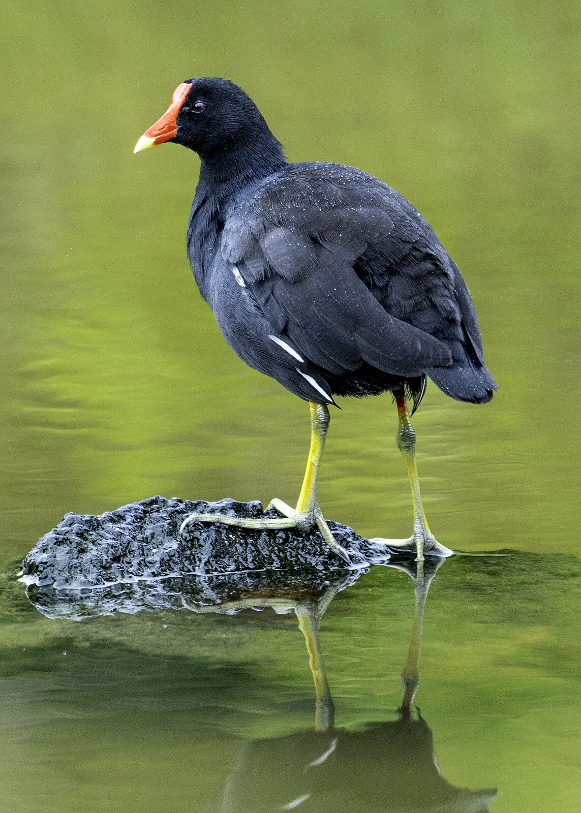 Common gallinule