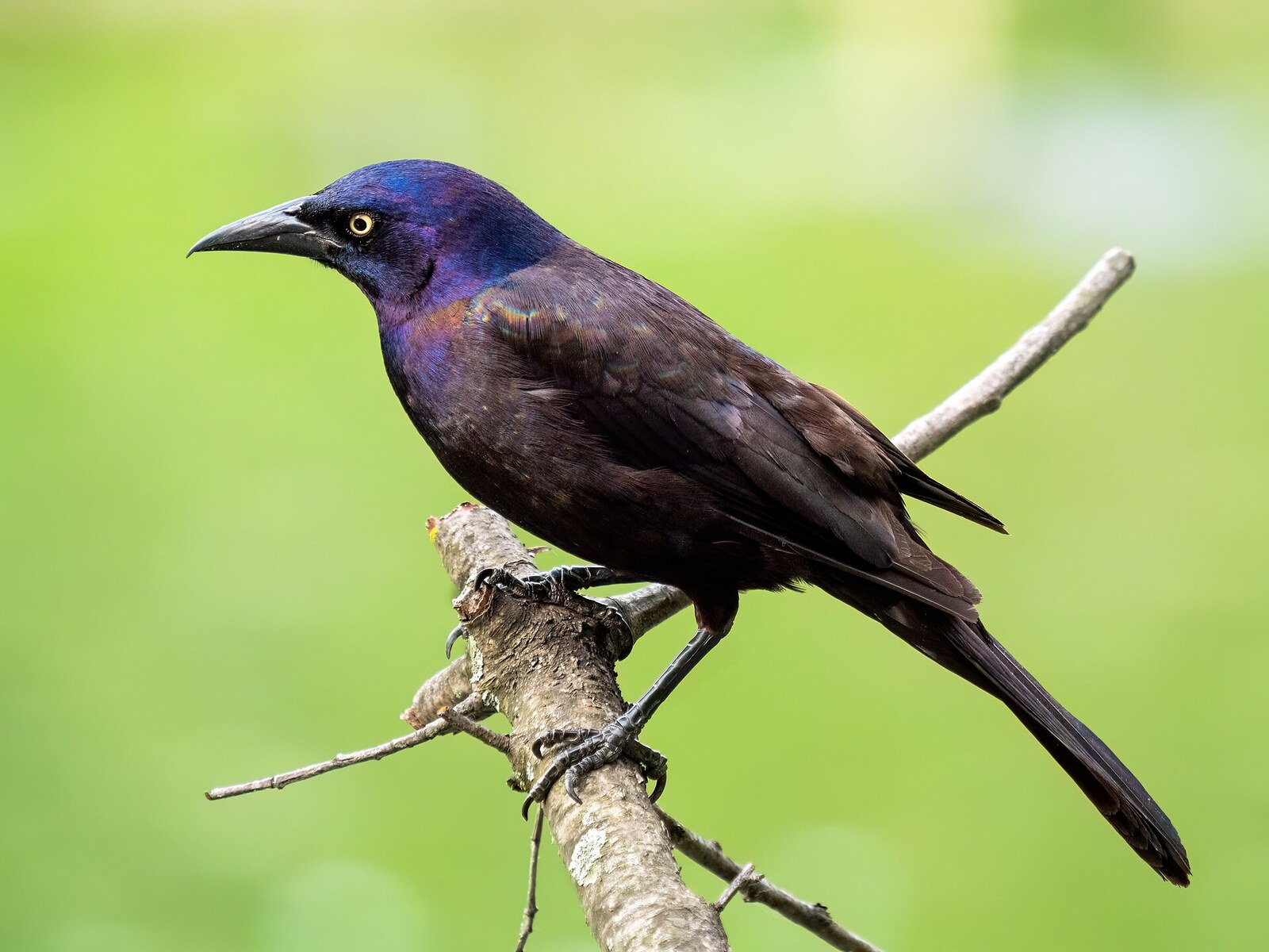 Common grackle