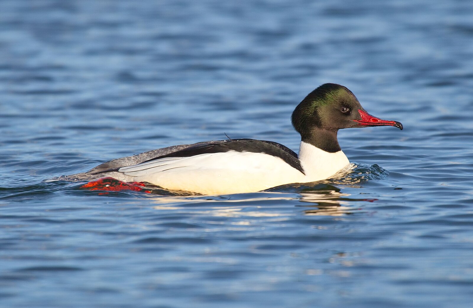 Common merganser