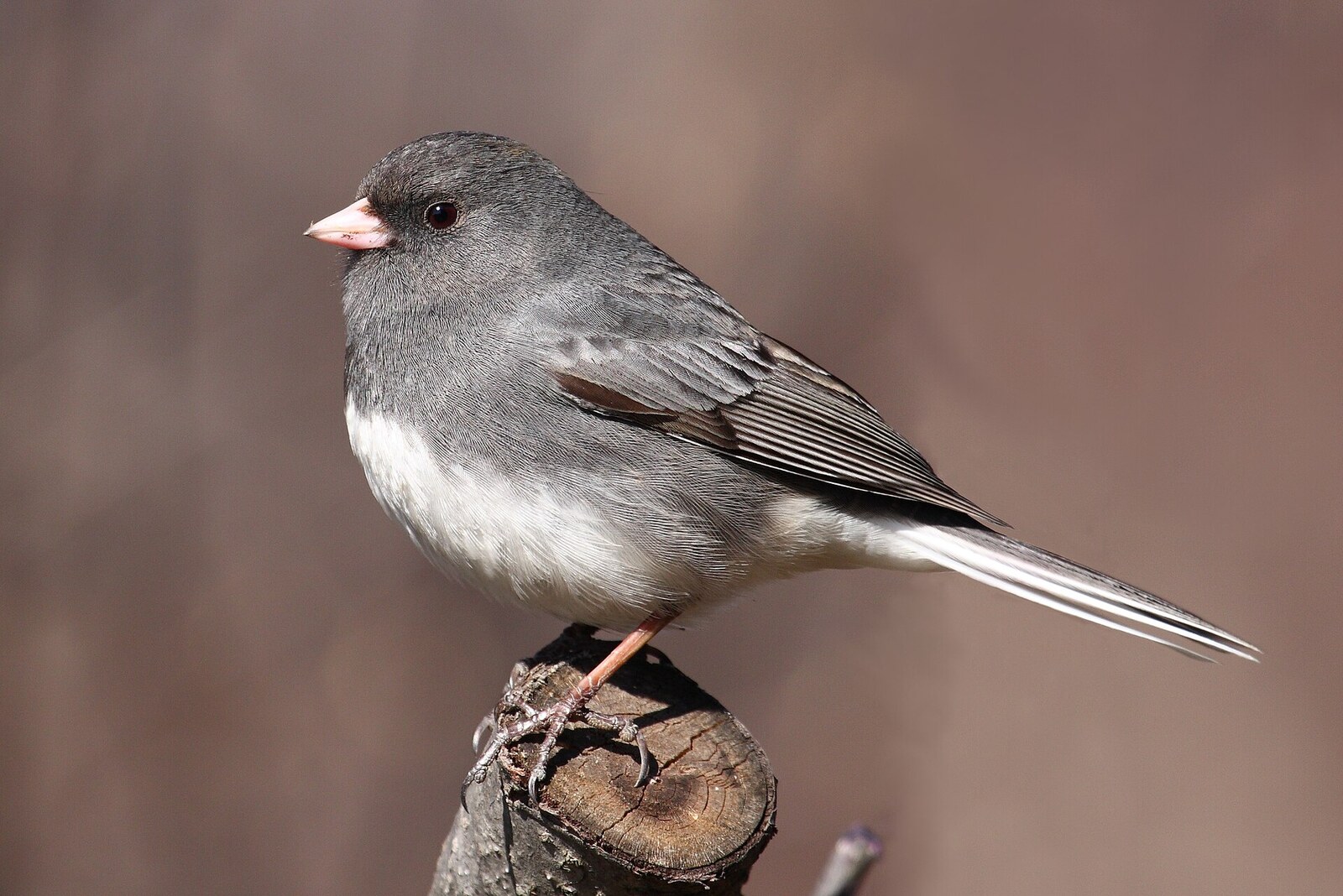 Dark-eyed junco