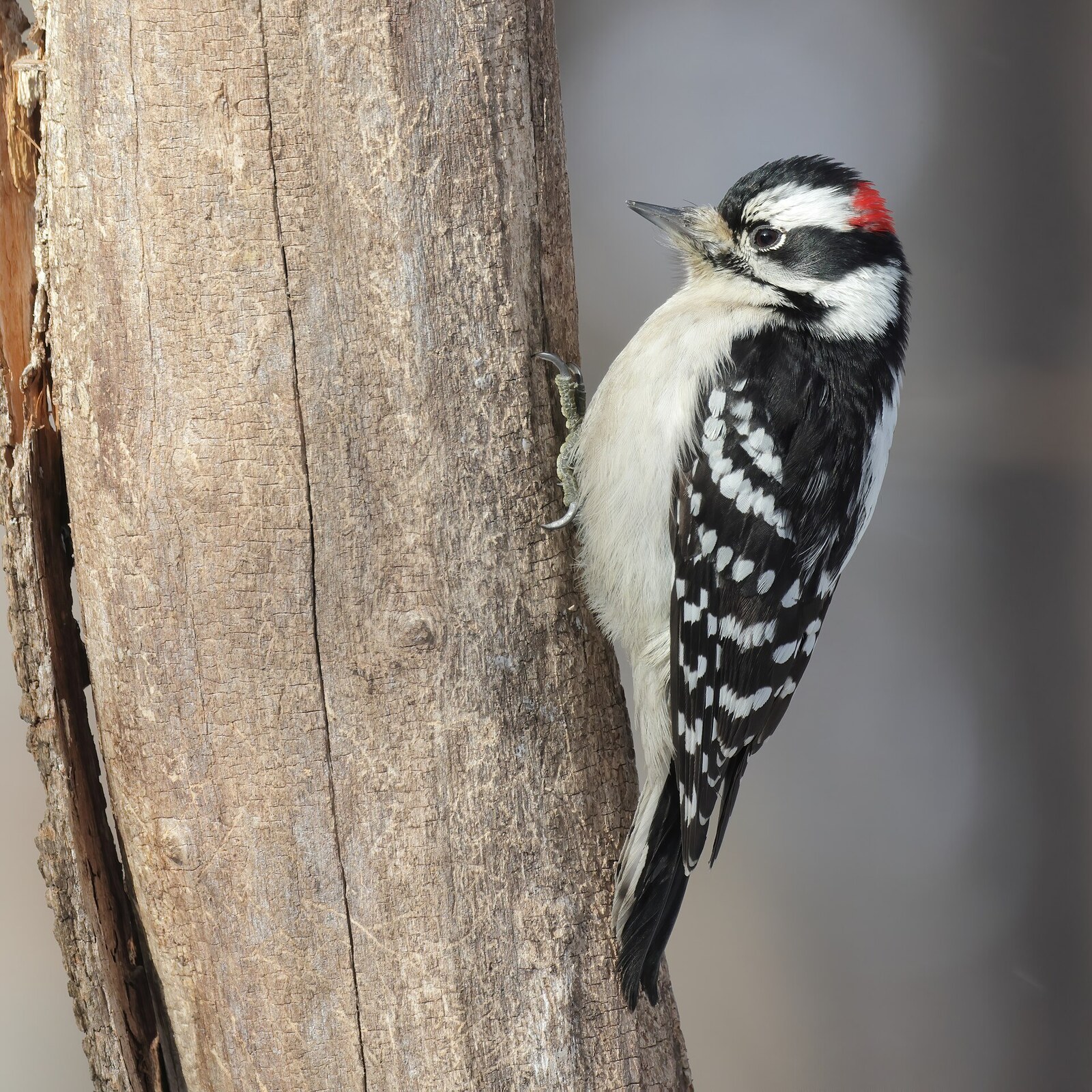 Downy woodpecker