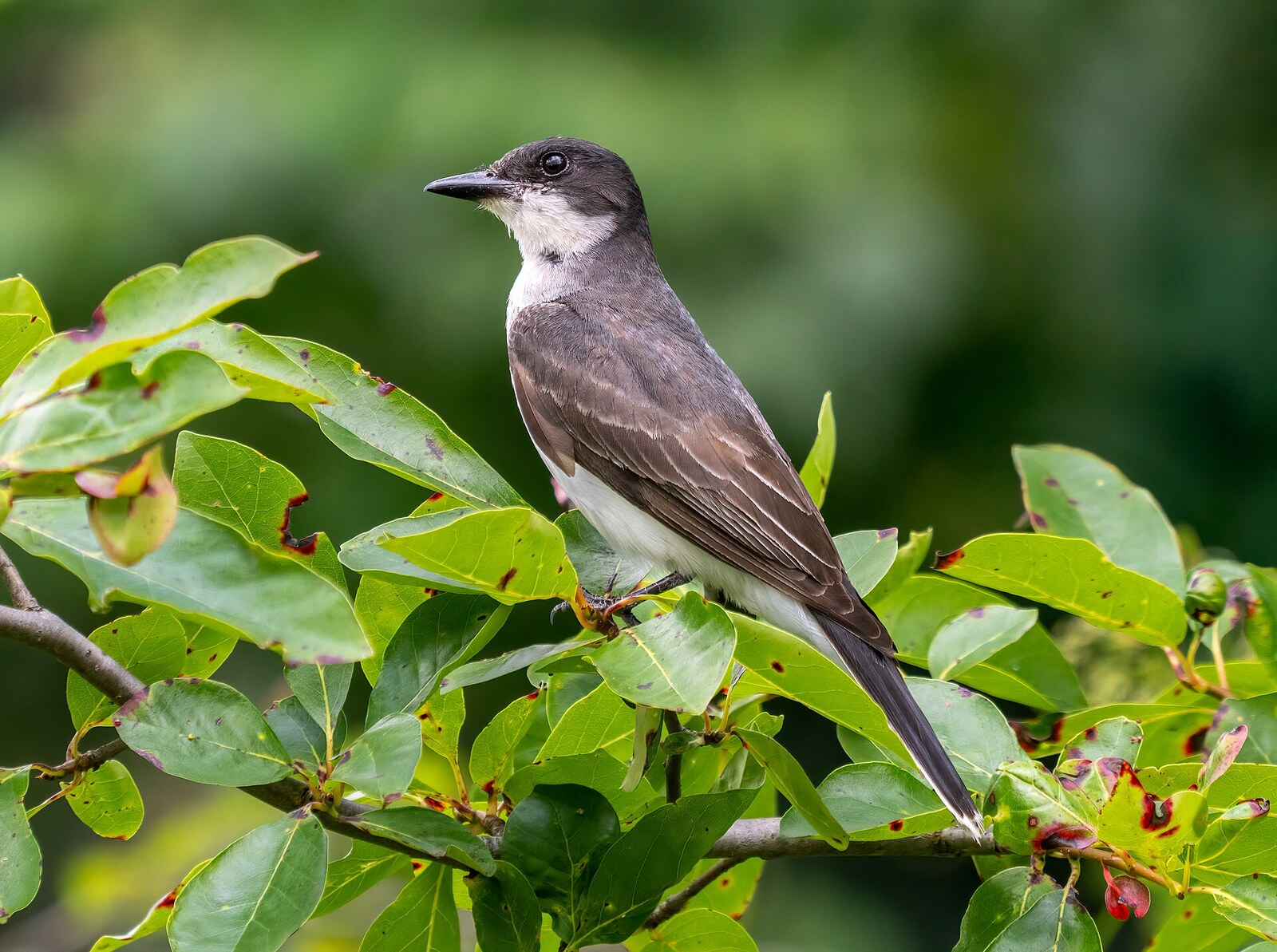 Eastern kingbird