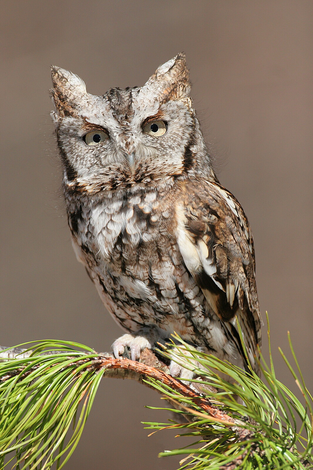 Eastern screech-owl