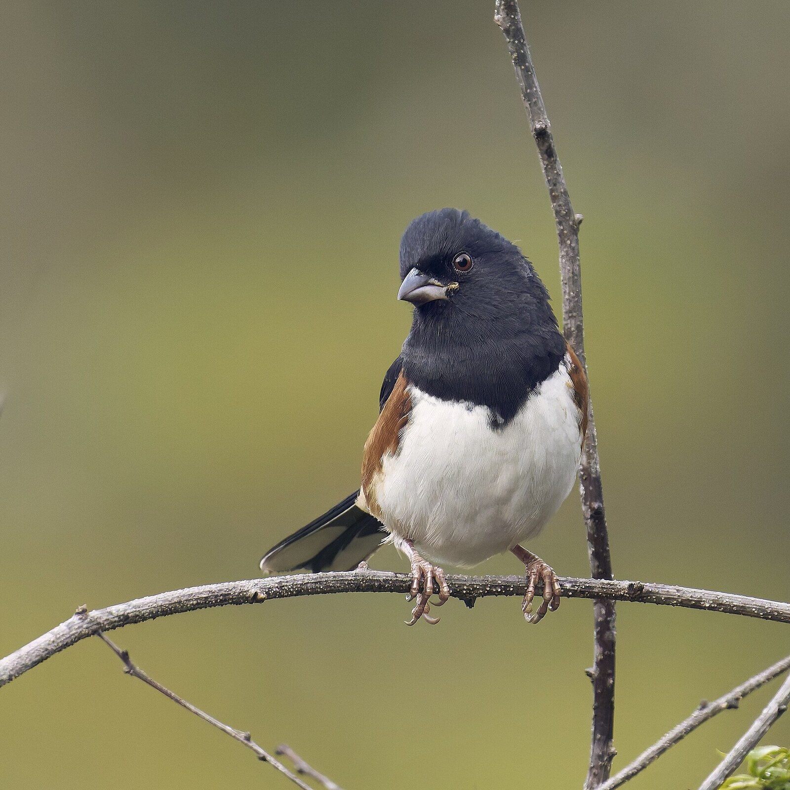 Eastern towhee