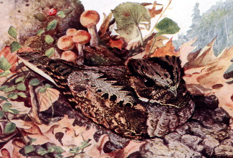 Eastern whip-poor-will
