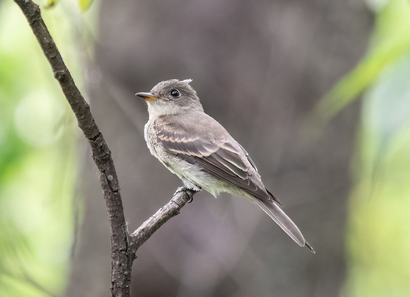 Eastern wood-pewee
