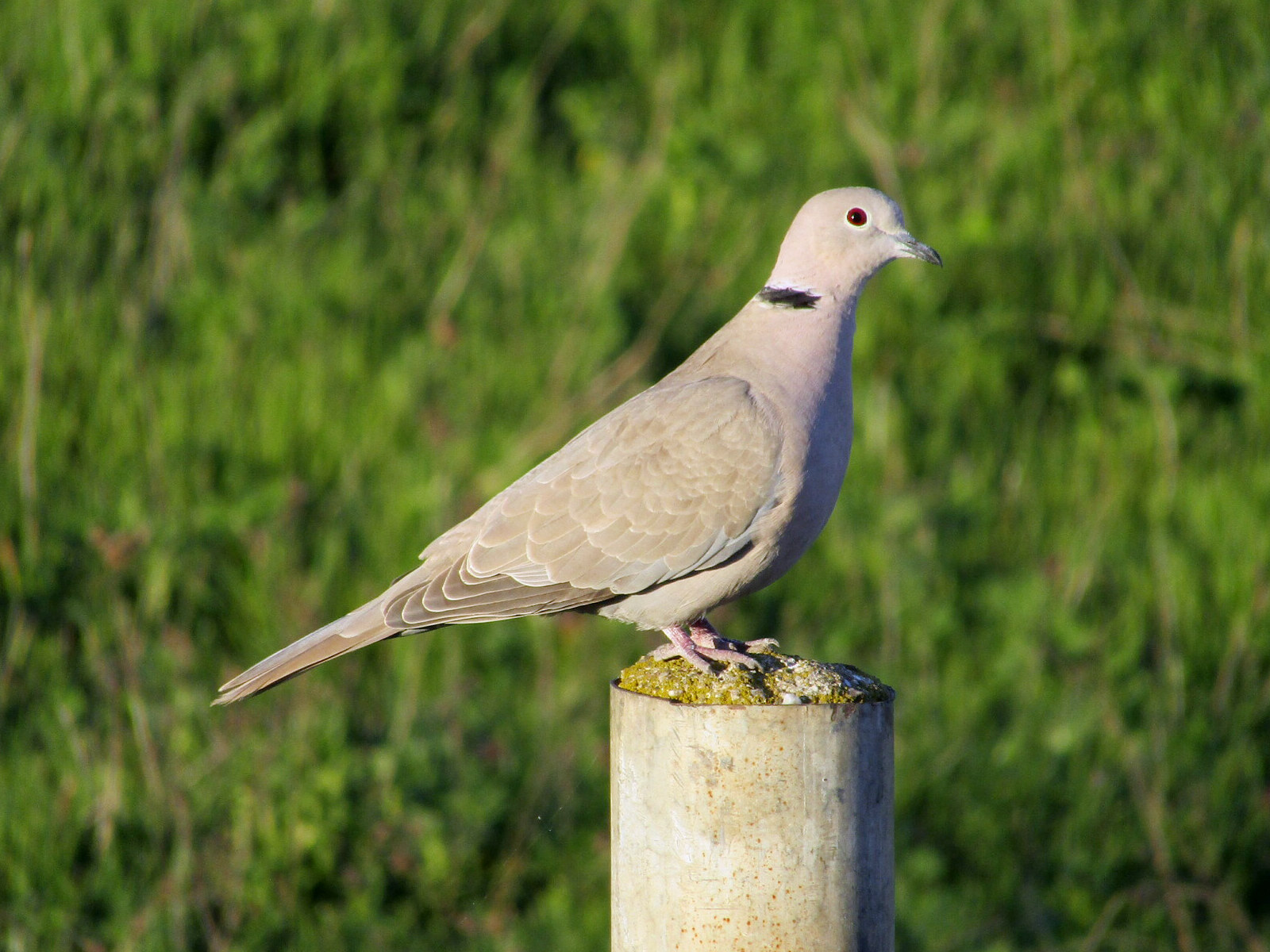 Eurasian collared-dove