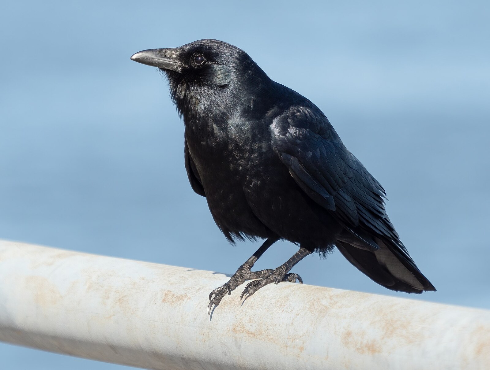 Fish crow