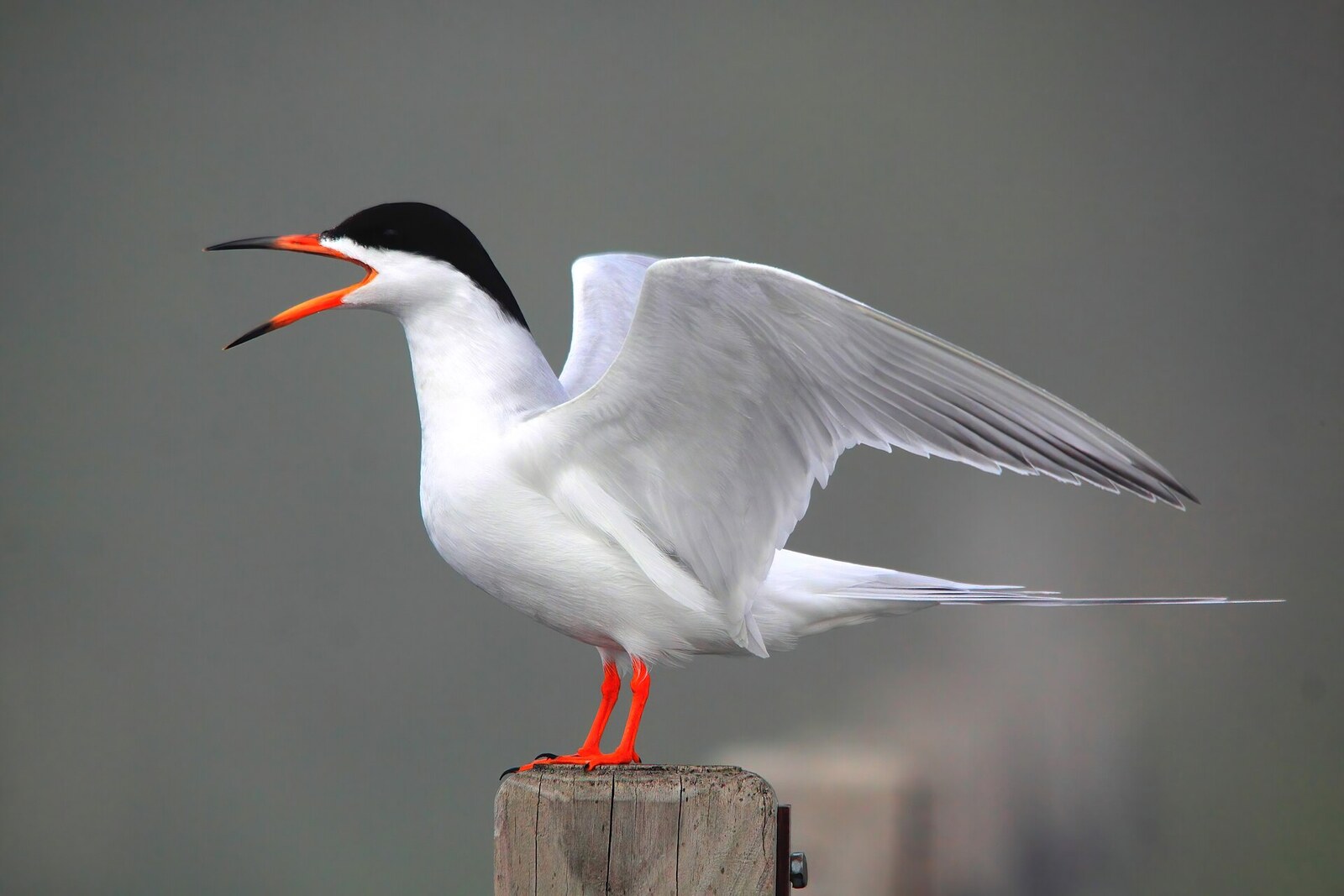 Forster's tern