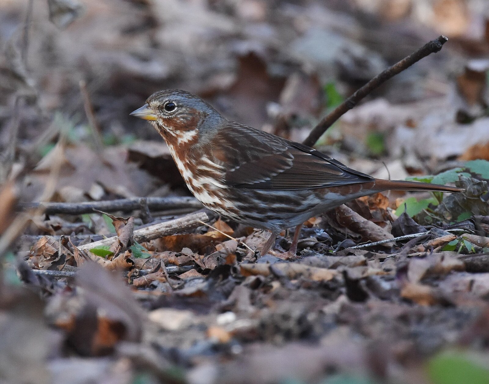 Fox sparrow