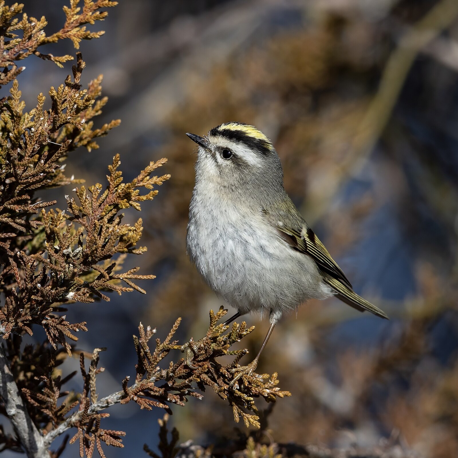 Golden-crowned kinglet