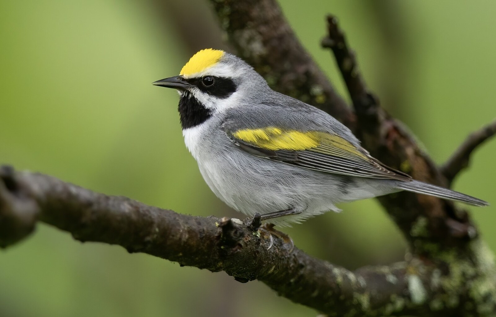 Golden-winged warbler