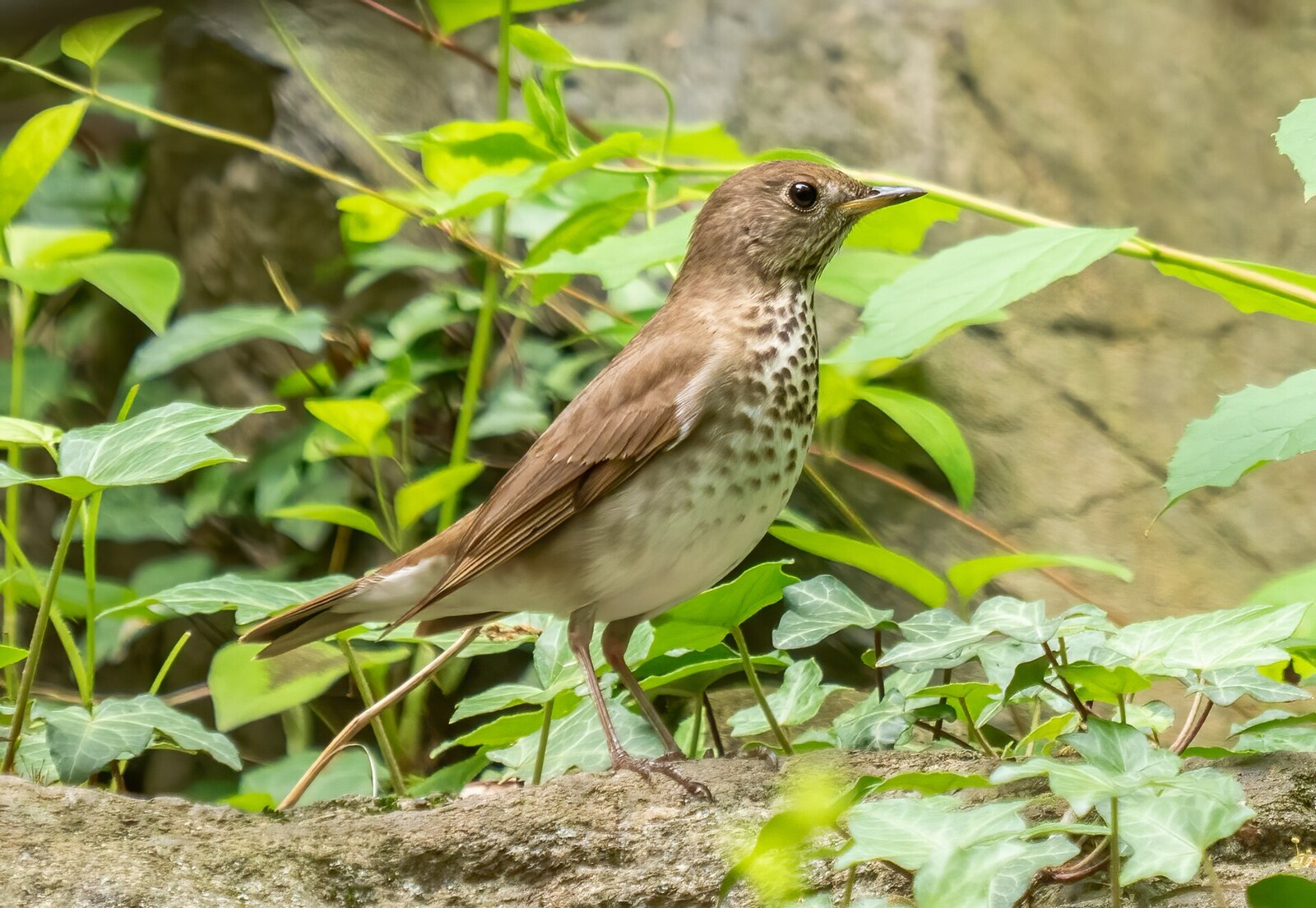 Gray-cheeked thrush