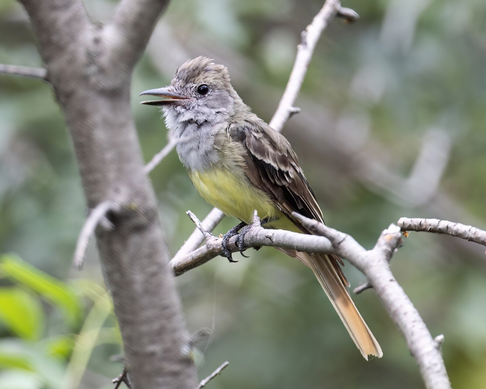 Great crested flycatcher