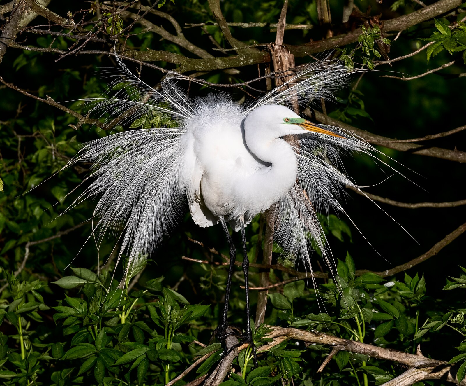 Great egret