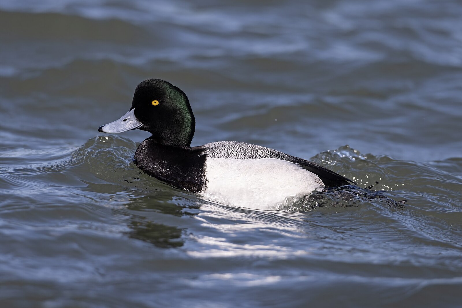 Greater scaup