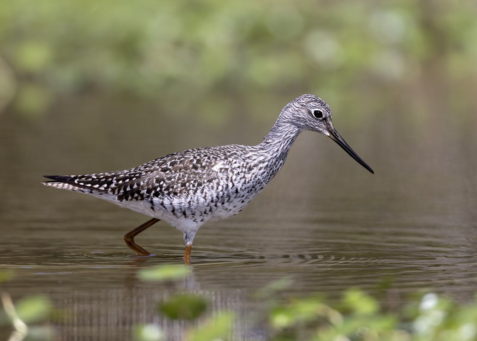 Greater yellowlegs