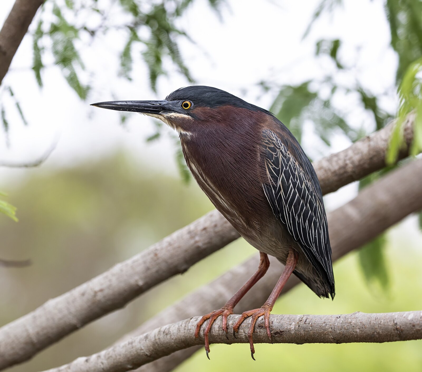 Green heron